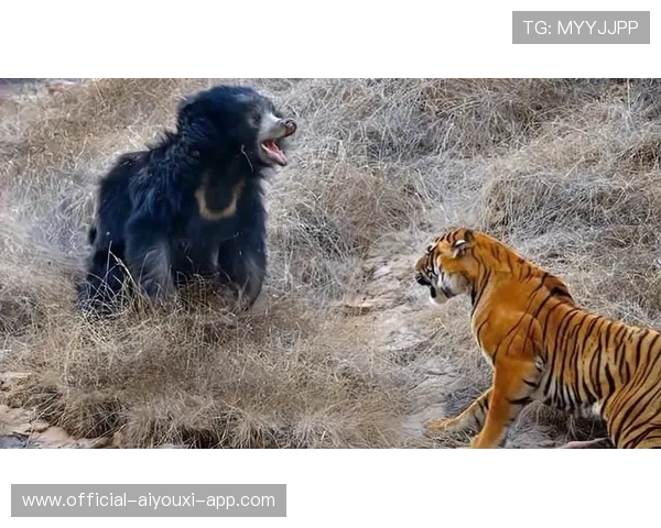 黑熊城市袭人，人兽边界再遭挑战，黑熊袭击人的恐怖视频